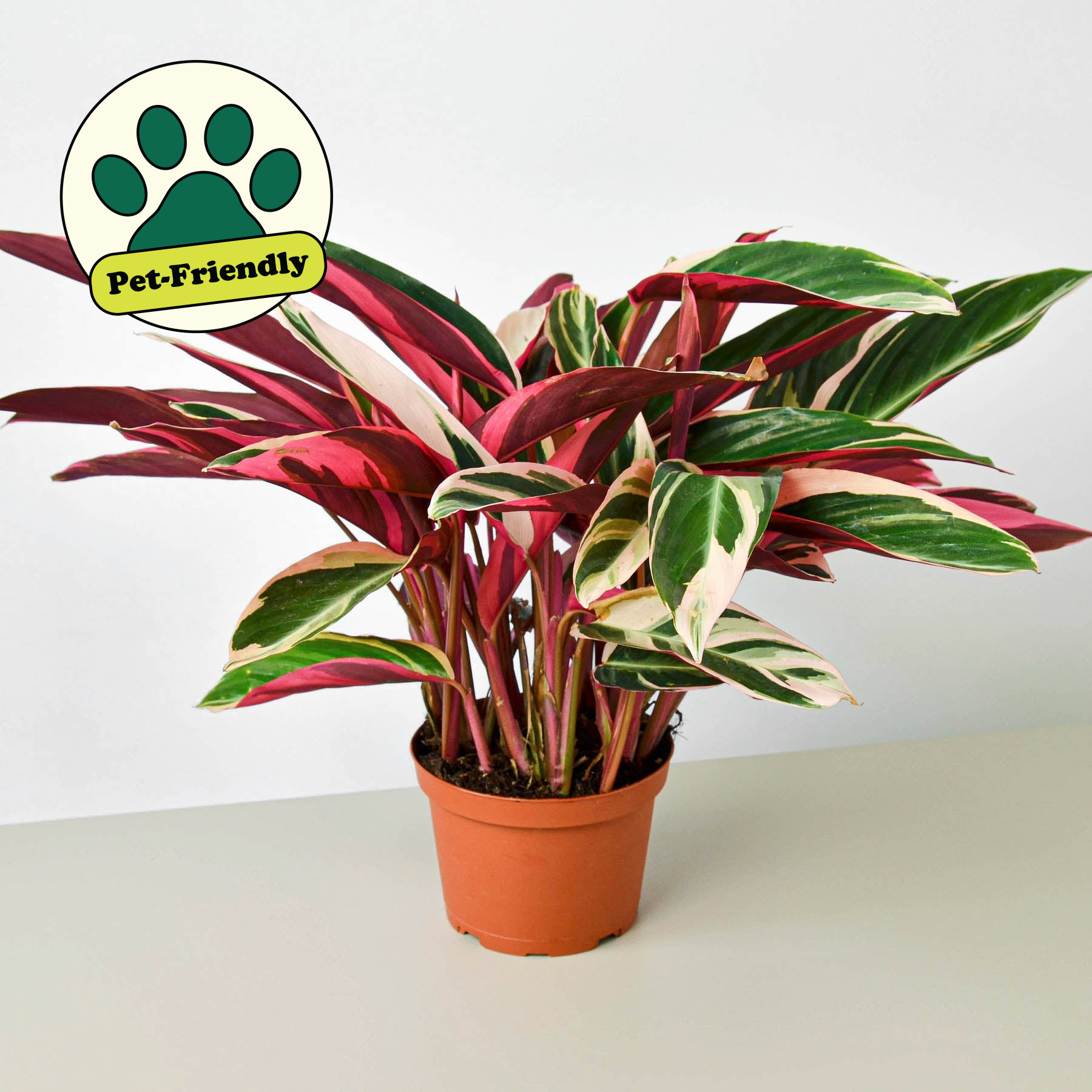 Stromanthe 'Triostar' | Stromanthe sanguinea 'Triostar'