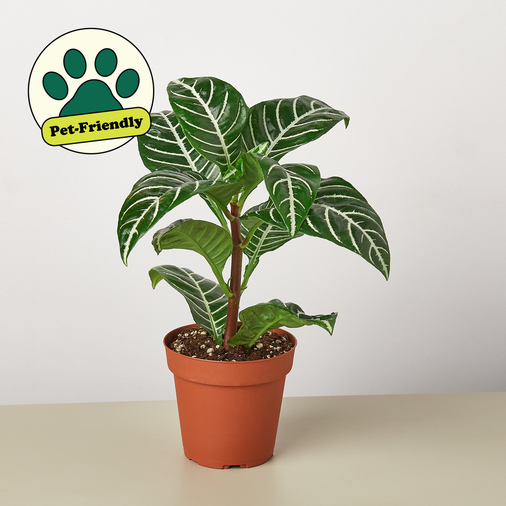 Zebra Plant | Aphelandra squarrosa