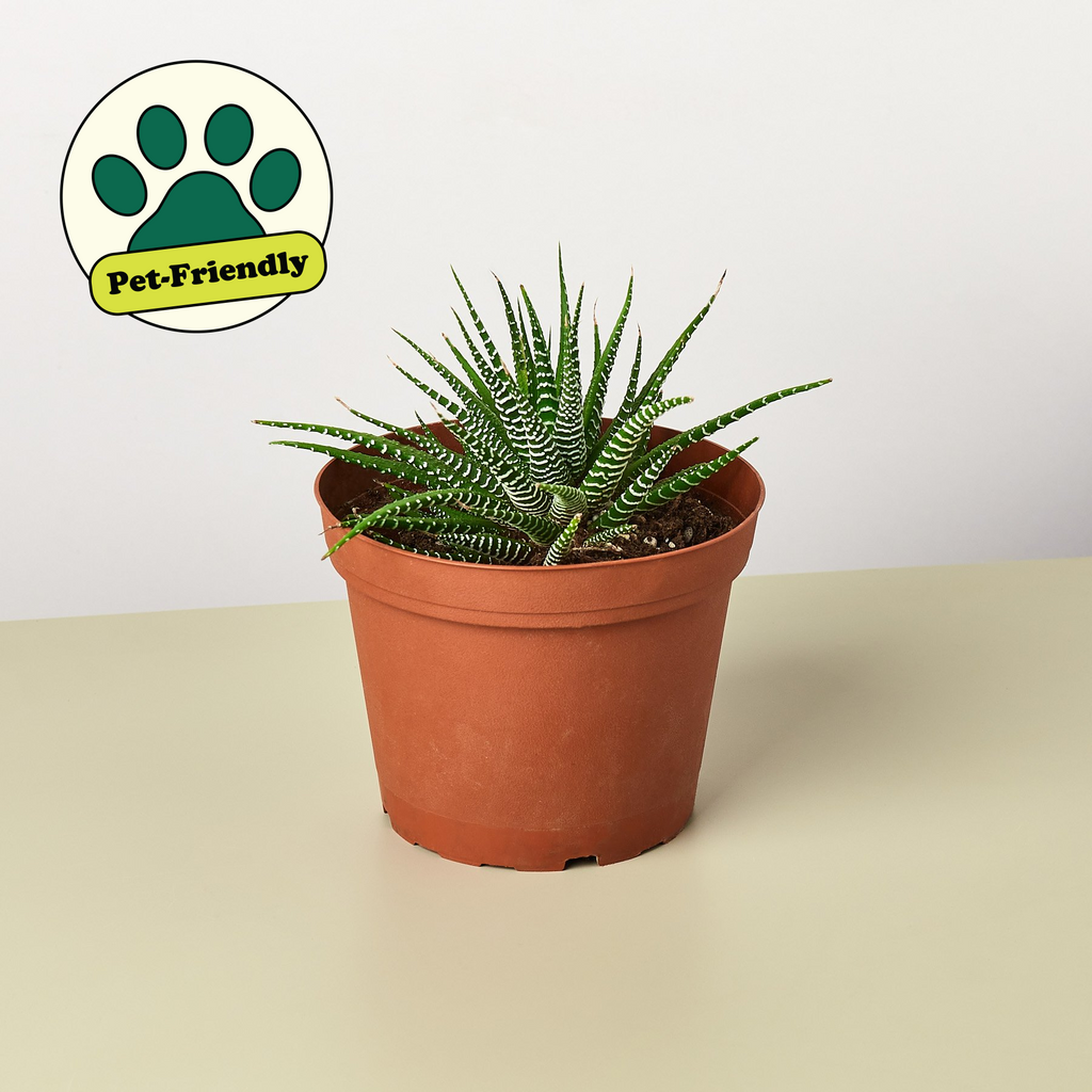 Zebra Succulent | Haworthiopsis fasciata
