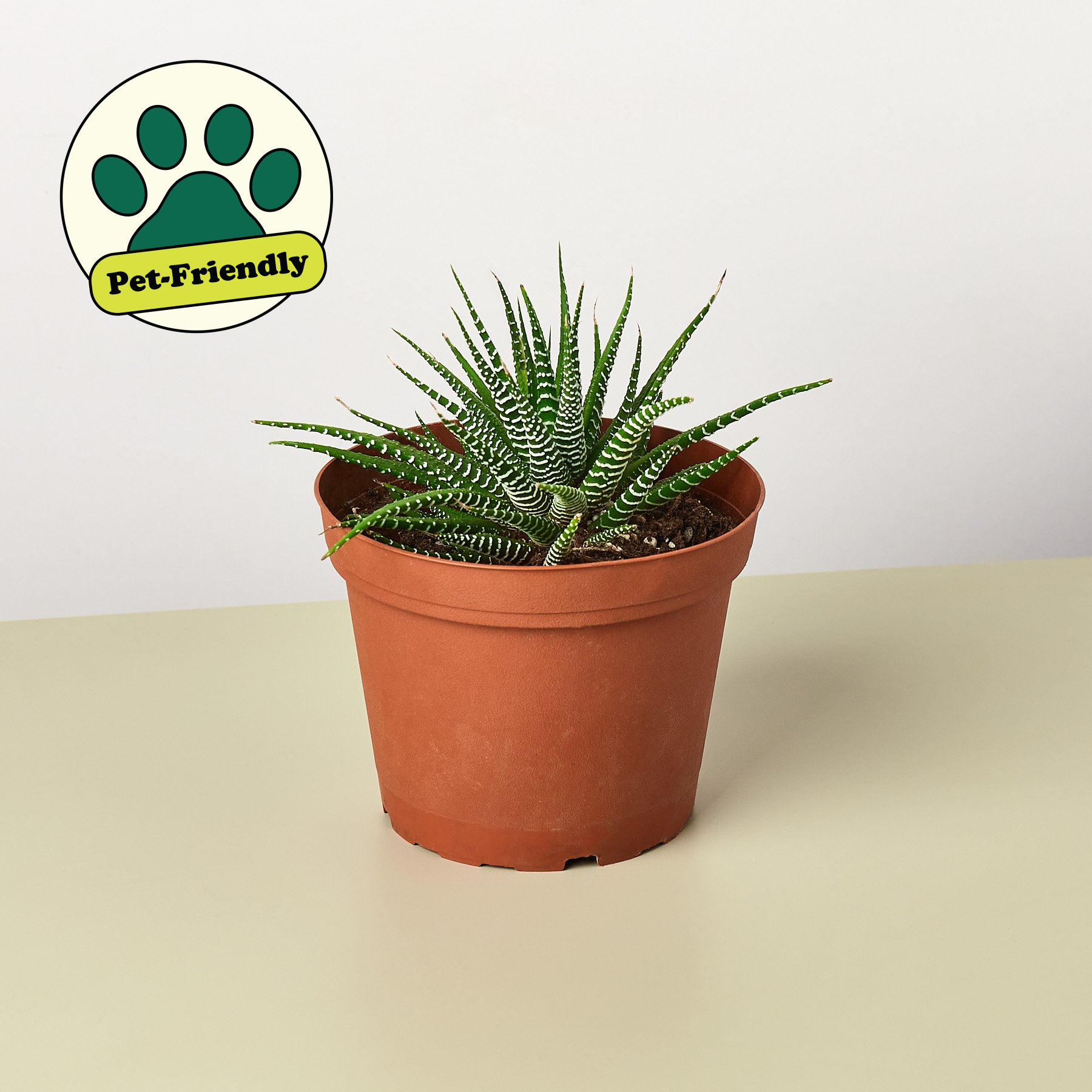 Zebra Succulent | Haworthiopsis fasciata