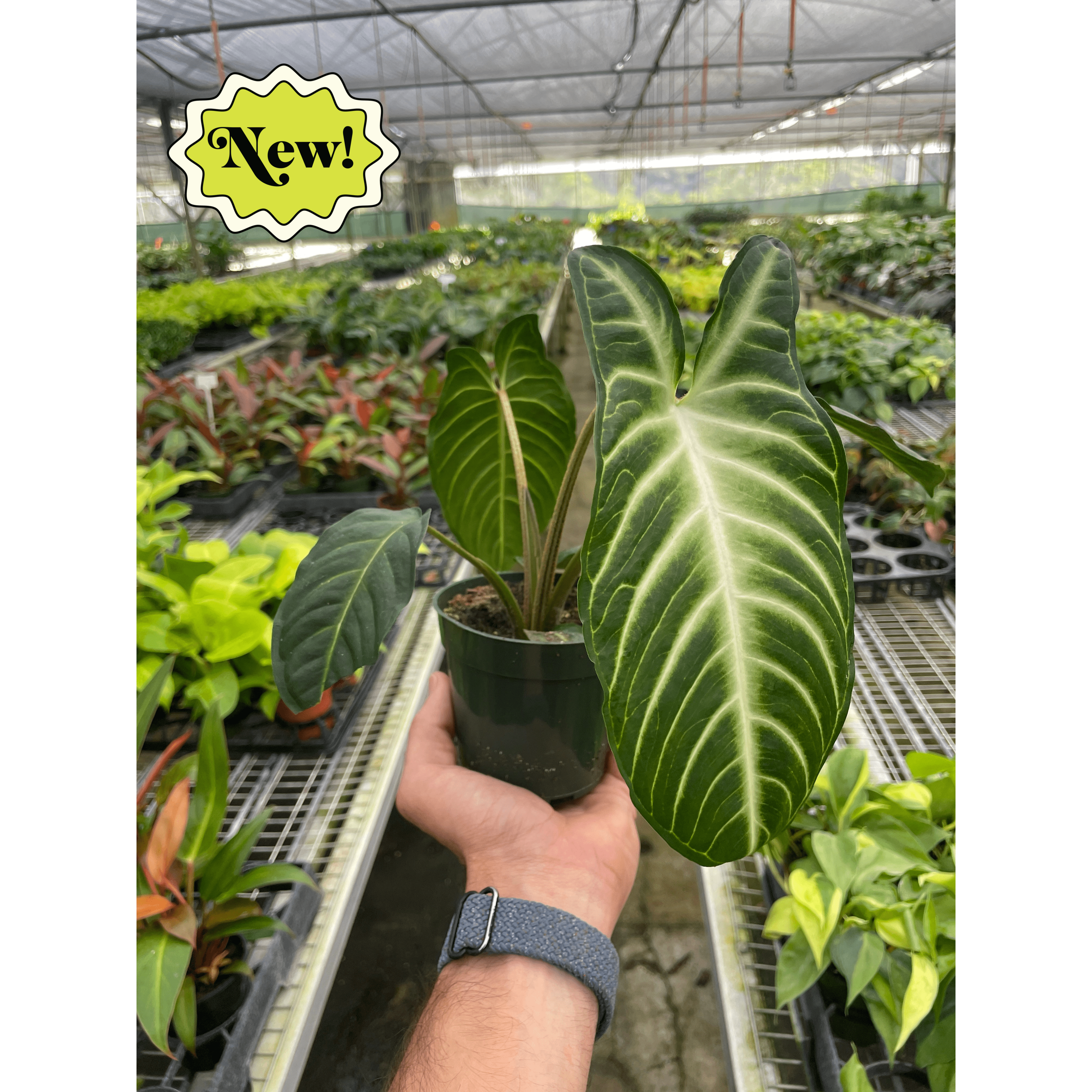 Xanthosoma 'Lendenii' | Angel's Wing