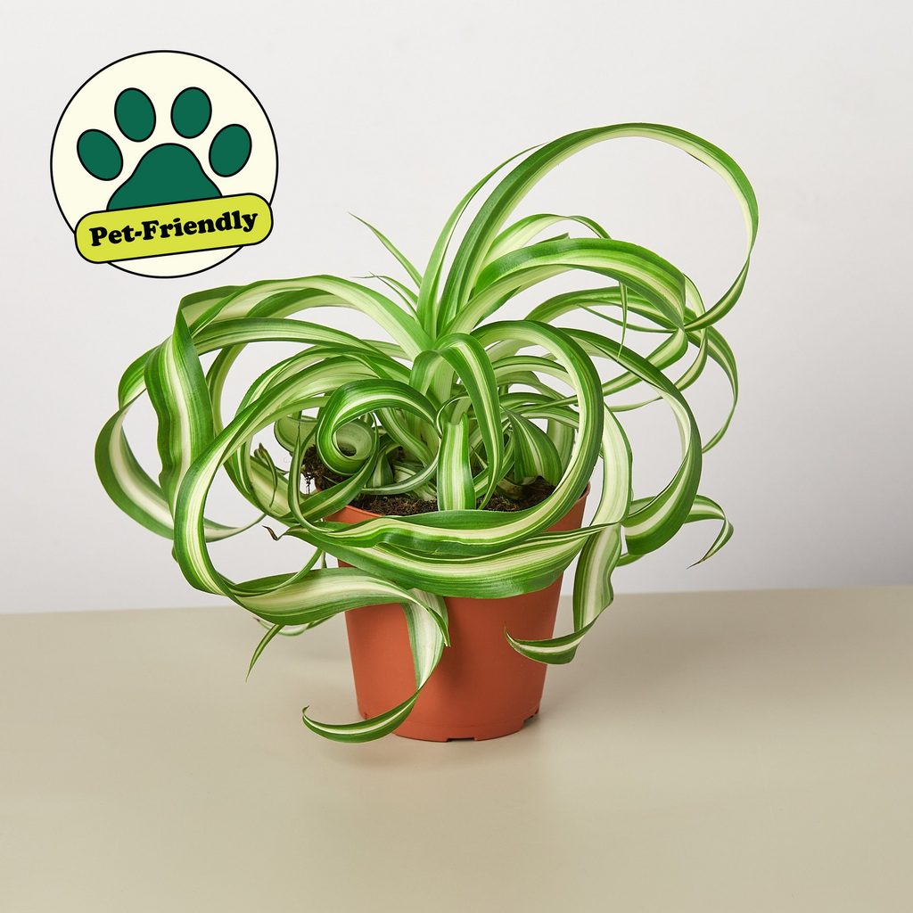 Spider Plant 'Bonnie' | Chlorophytum comosum 'Bonnie'