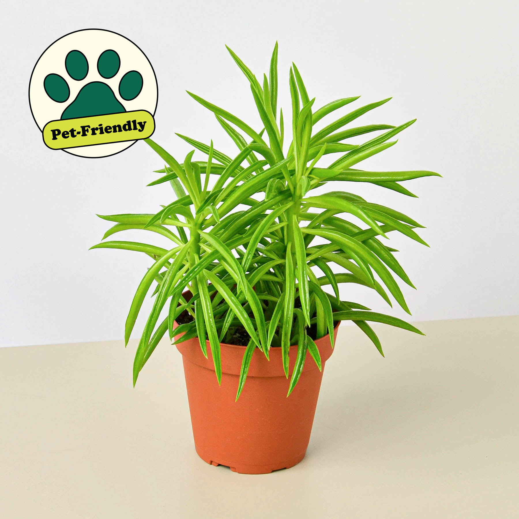 Peperomia 'Green Bean' | Peperomia ferreyrae