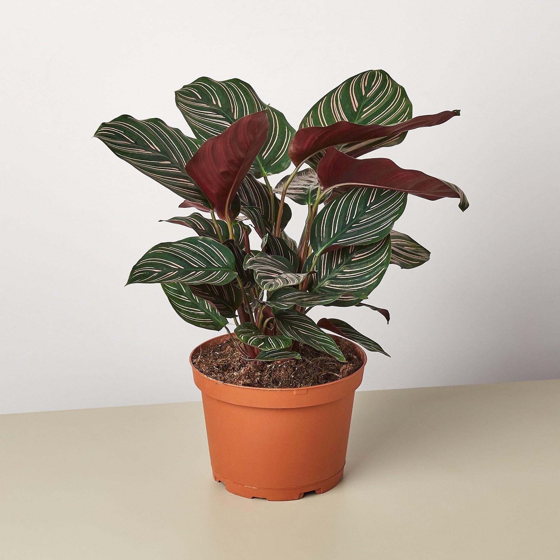 Calathea 'Ornata' | Goeppertia ornata