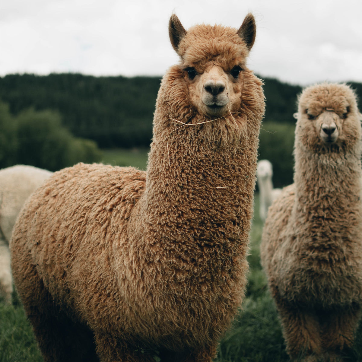 Alpaca Dryer Balls | 3-Pack | Wool-Free Alternative